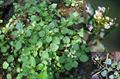 Nasturtium officinale